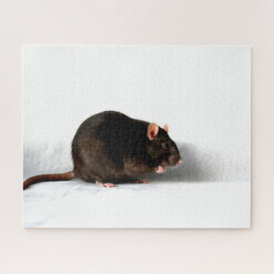 Rat 16x20 520pc jpcn jigsaw puzzle