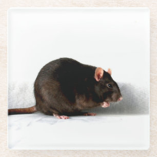 Rat coastercn glass coaster