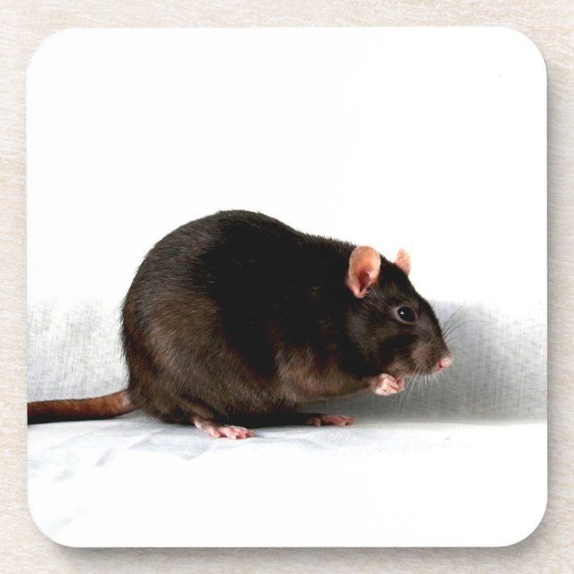 Rat coastercna coaster (Front)