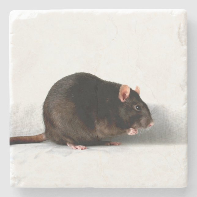 Rat coastercna stone coaster (Front)