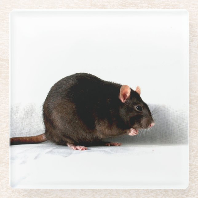 Rat coastercnm glass coaster (Front)