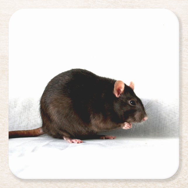 Rat coastercnm square paper coaster (Front)