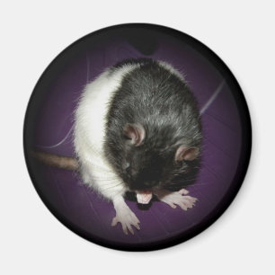 Rat cutie magnet