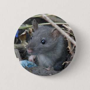 Rat in a hole Button