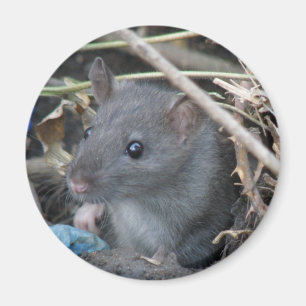 Rat in a hole Magnet
