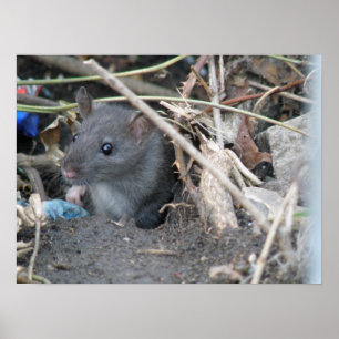 Rat in a hole Print
