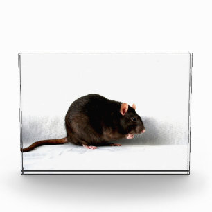 Rat pbcn photo block