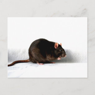 Rat pccnm postcard