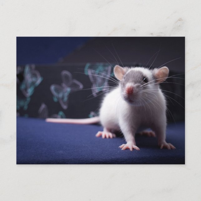 Rat Postcard (Front)