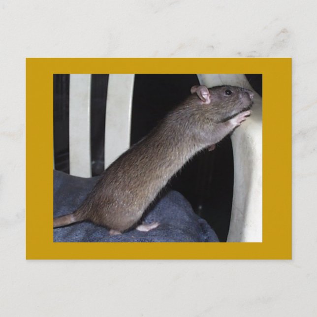 RAT POSTCARD (Front)