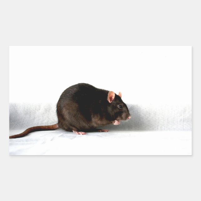 Rat stcna rectangular sticker (Front)