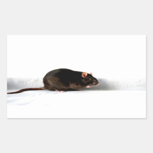 Rat stcnm rectangular sticker