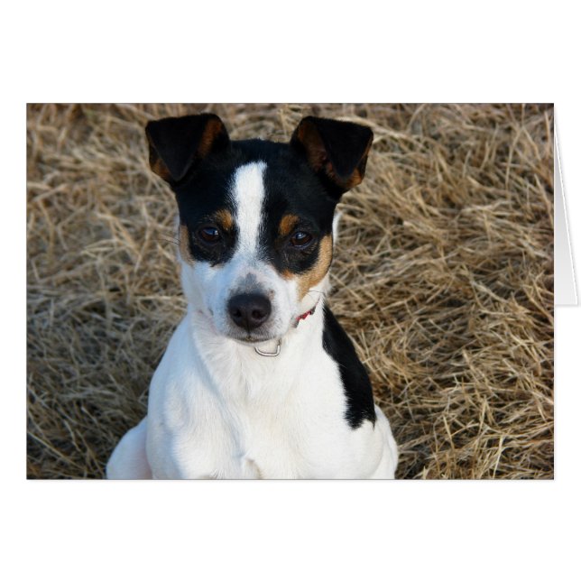 Rat Terrier (Front Horizontal)