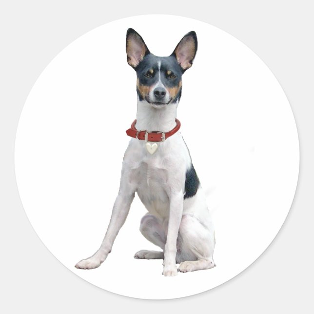 Rat Terrier (A) Classic Round Sticker (Front)