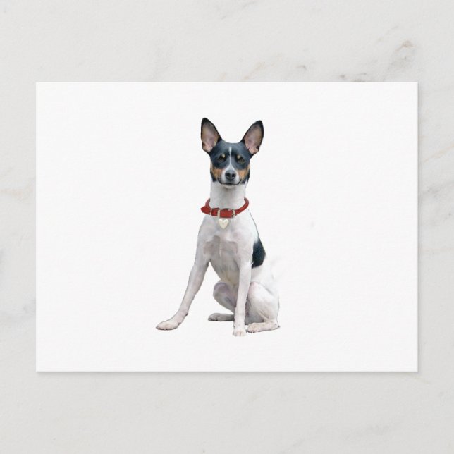 Rat Terrier (A) Postcard (Front)
