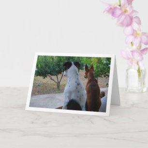 Rat Terrier and Miniature Pinscher Card