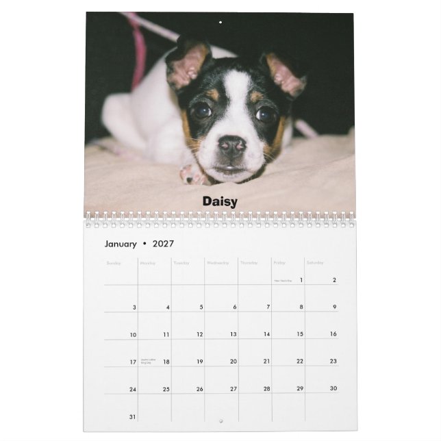 Rat Terrier Calendar (Jan 2027)