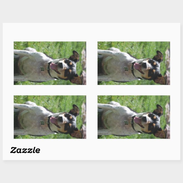 rat terrier cute sitting rectangular sticker (Sheet)