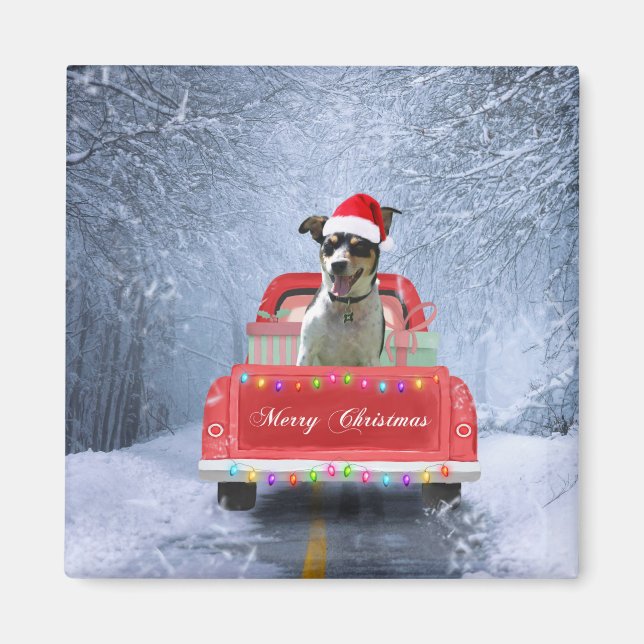 Rat Terrier Dog in Snow sitting in Christmas Truck Magnet (Front)