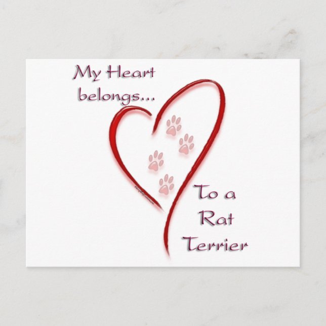 Rat Terrier Heart Belongs Postcard (Front)