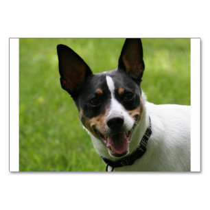 rat terrier.png table number