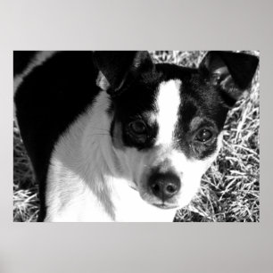 Rat Terrier Poster