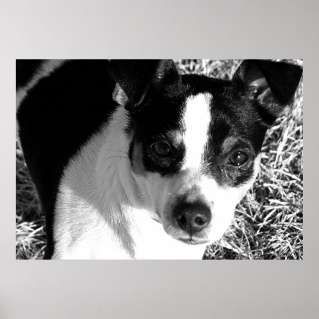 Rat Terrier Poster (Front)