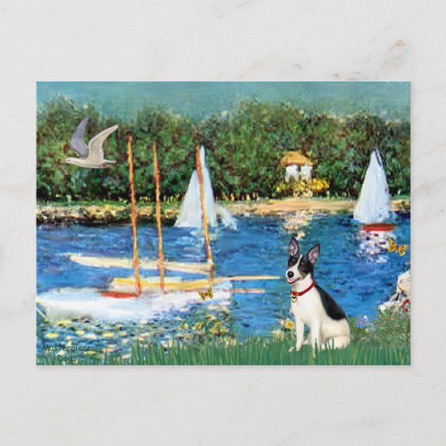 Rat Terrier - Sailboats Postcard (Front)