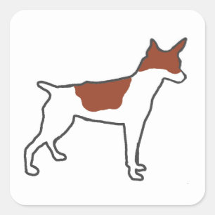 rat_terrier silo white and red square sticker