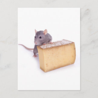 rat with cheese postcard