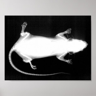 rat x-ray poster