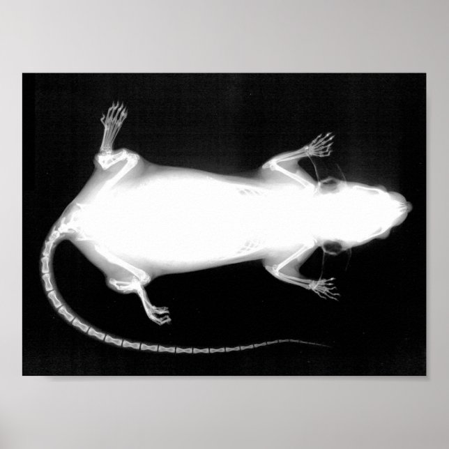 rat x-ray poster (Front)