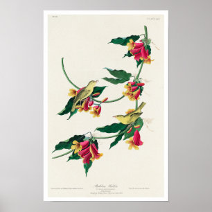 Rathbone Warbler by Audubon Poster