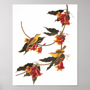 Rathbone's Warbler Song Bird on Crossvine Poster