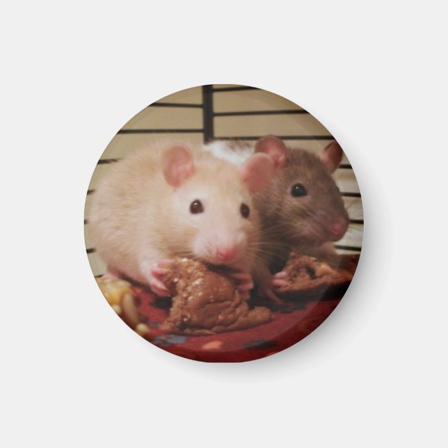 Rats eating peanut butter sandwiches magnet (Front)