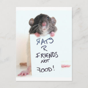 Rats R Friends Not Food 2 Postcard
