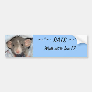 RATS...whats not to love ? Bumper Sticker