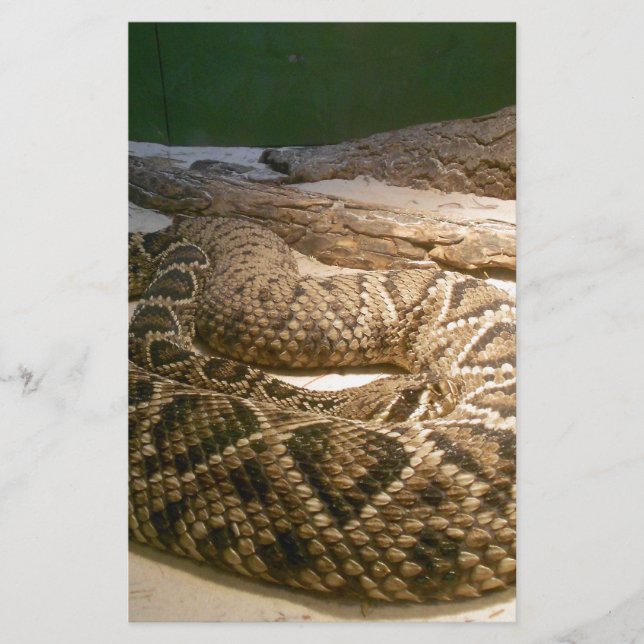 Rattle Snake (Front)