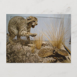 Rattle Snake vs Bobcat Postcard