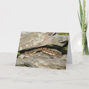 Rattlesnake at Shenandoah National Park Card
