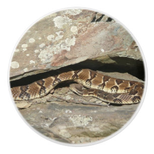 Rattlesnake at Shenandoah National Park Ceramic Knob