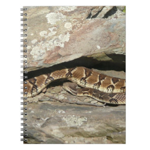 Rattlesnake at Shenandoah National Park Notebook