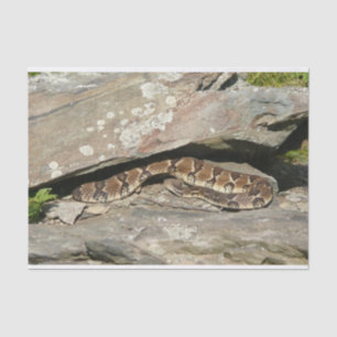 Rattlesnake at Shenandoah National Park Tissue Paper