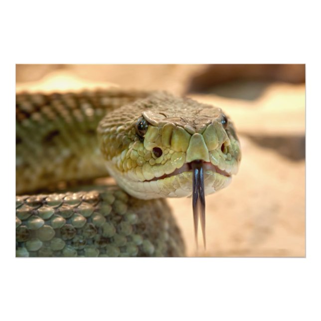 Rattlesnake Closeup Photo (Front)