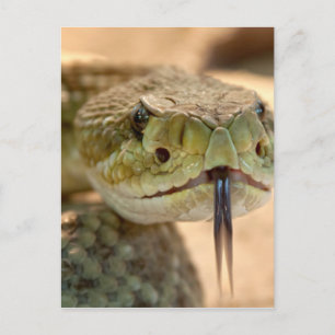Rattlesnake Closeup Photo Postcard