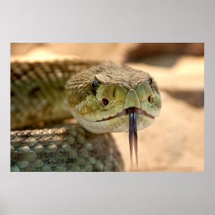 Rattlesnake Closeup Photo Poster
