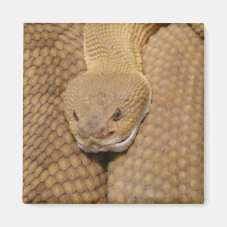 Rattlesnake Head Magnet