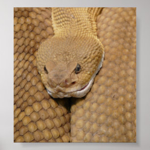 Rattlesnake Head Poster