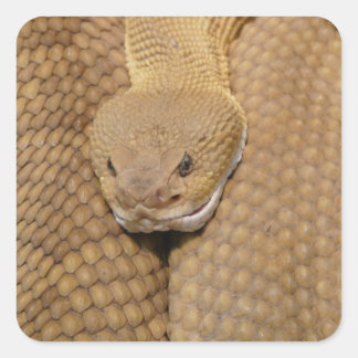 Rattlesnake Head Square Sticker