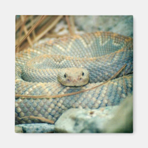 Rattlesnake magnet